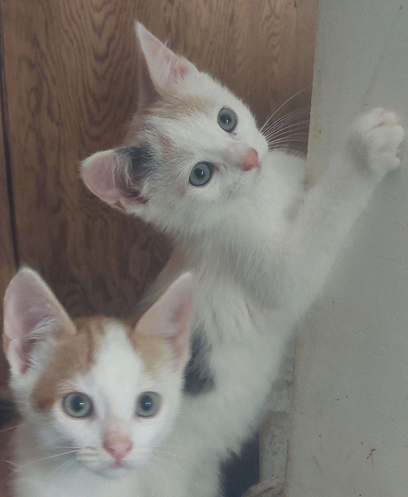 lieve kittens (rood/wit & lapjes), Dieren en Toebehoren, Meerdere dieren, Kortharig, 0 tot 2 jaar