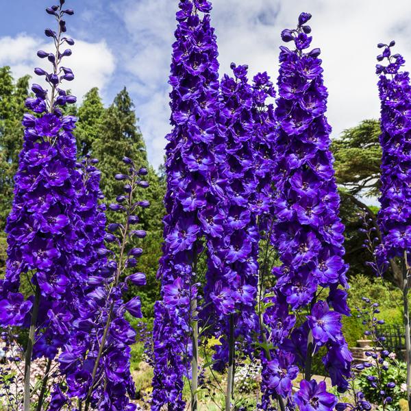 Delphinium 'Black Knight' / Ridderspoor P9 pot, Tuin en Terras, Ophalen of Verzenden, Vaste plant, Overige soorten, Volle zon