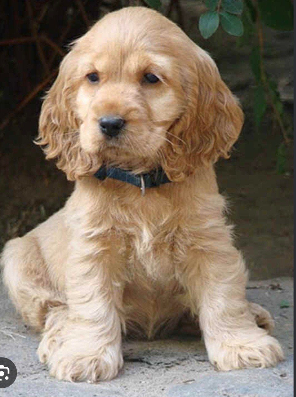Gezocht: golden/blonde Engelse Cocker Spaniël pup – nov/ dec, Dieren en Toebehoren, 8 tot 15 weken, Teef, Eén hond, Spaniël