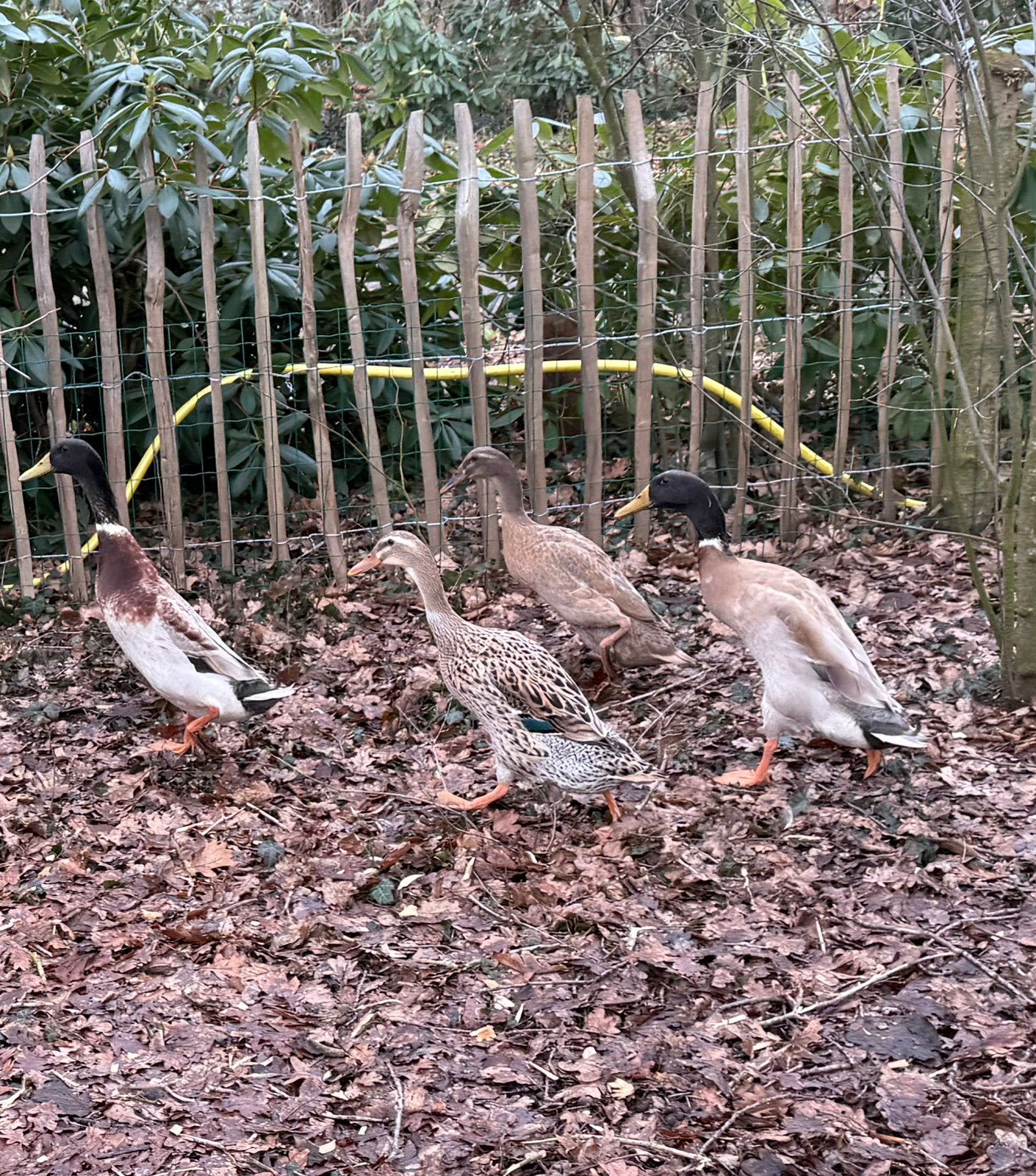 3 Indische loopeenden, 2 vrouwtjes en 1 mannetje., Meerdere dieren, Eend