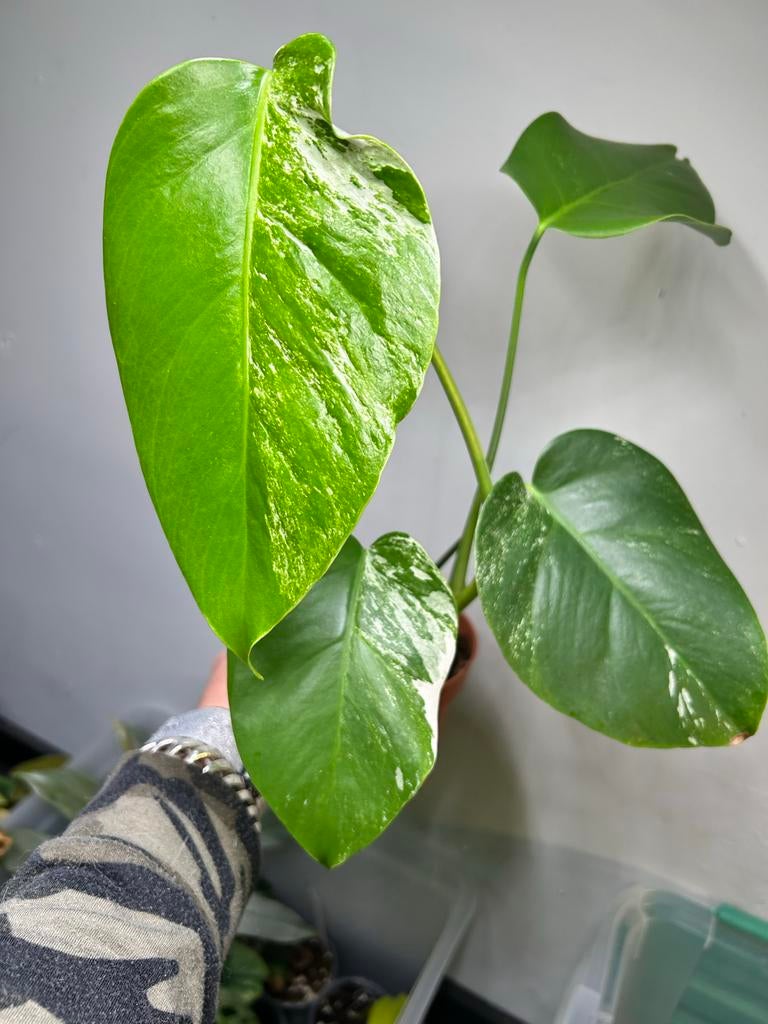 Monstera Deliciosa Variegata - Zeldzame Kamerplant, Ophalen of Verzenden, Halfschaduw, Minder dan 100 cm