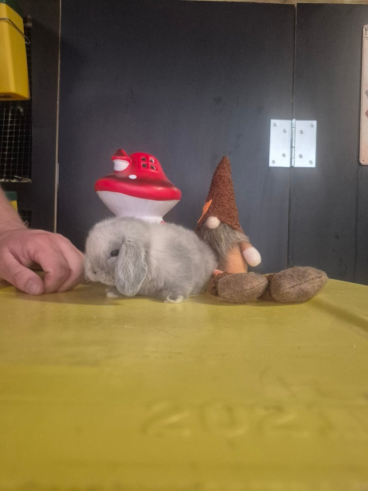 Minilop hangoor dwerg konijntje rammetje 🩵🐰🏡, Dieren en Toebehoren, Mannelijk, Klein, Hangoor, 0 tot 2 jaar