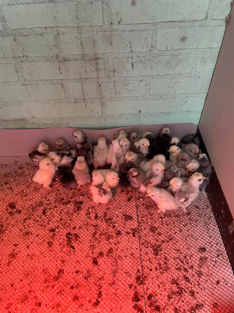 Zijdehoender usa., Dieren en Toebehoren, Pluimvee, Meerdere dieren, Kip