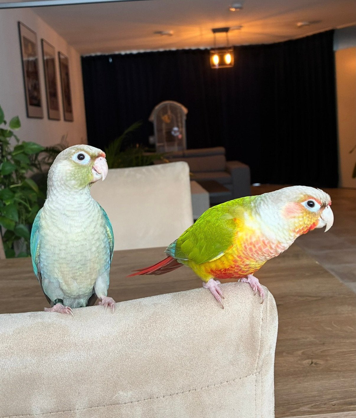 Papegaaien zoeken een thuis., Dieren en Toebehoren