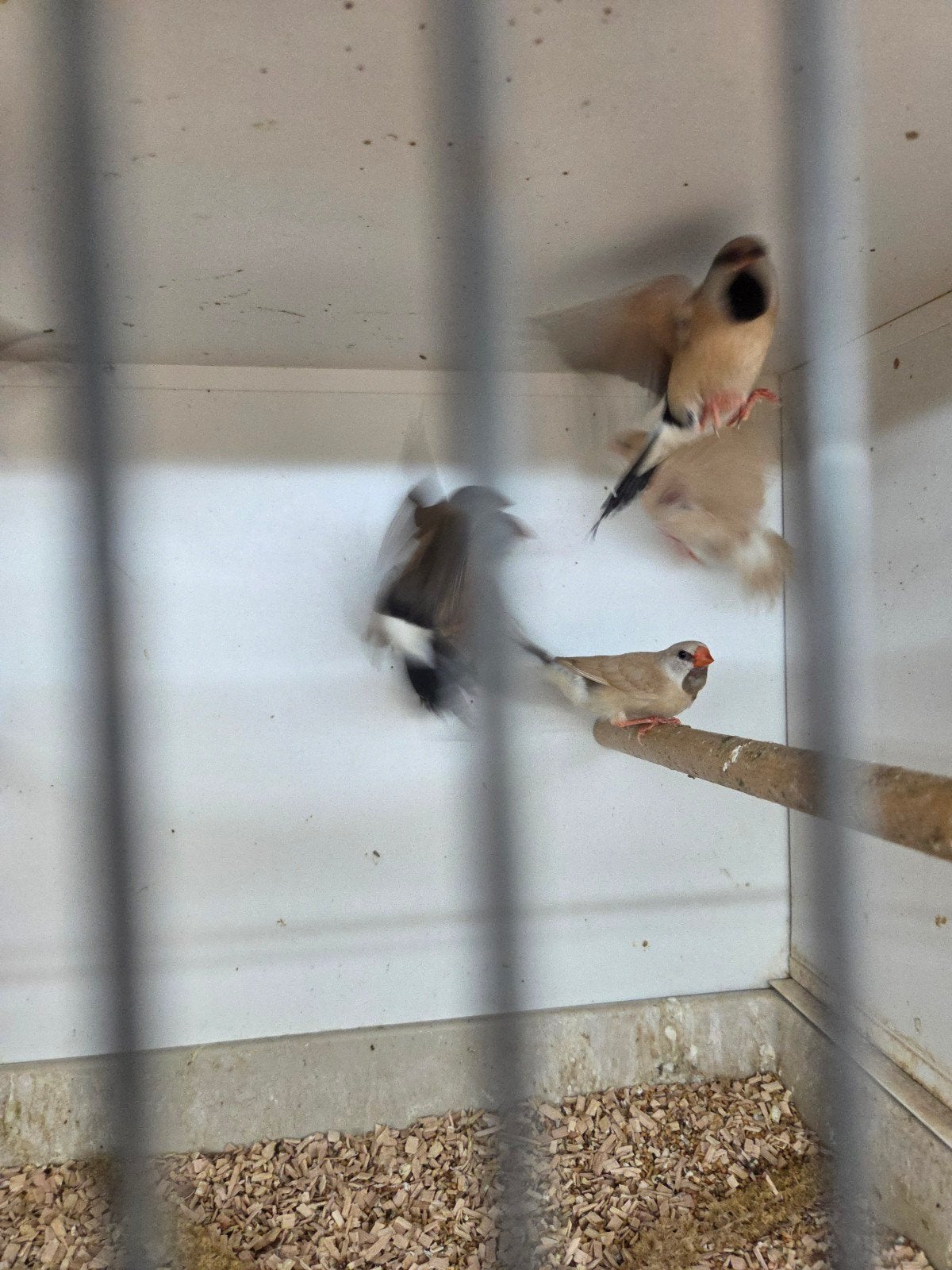 Spitstaarten, Dieren en Toebehoren, Vogels | Overige Vogels, Meerdere dieren