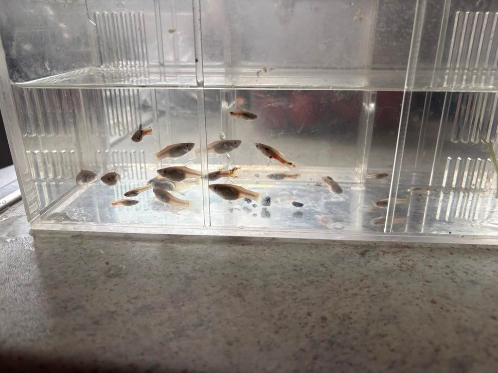 Gratis guppen, Dieren en Toebehoren, Vis