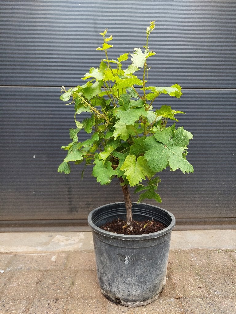 Vitis Vinifera 'Moscatel’ - Muskaatdruif (Alexandrië) H:75cm, Ophalen, Volle zon, Vaste plant, Zomer