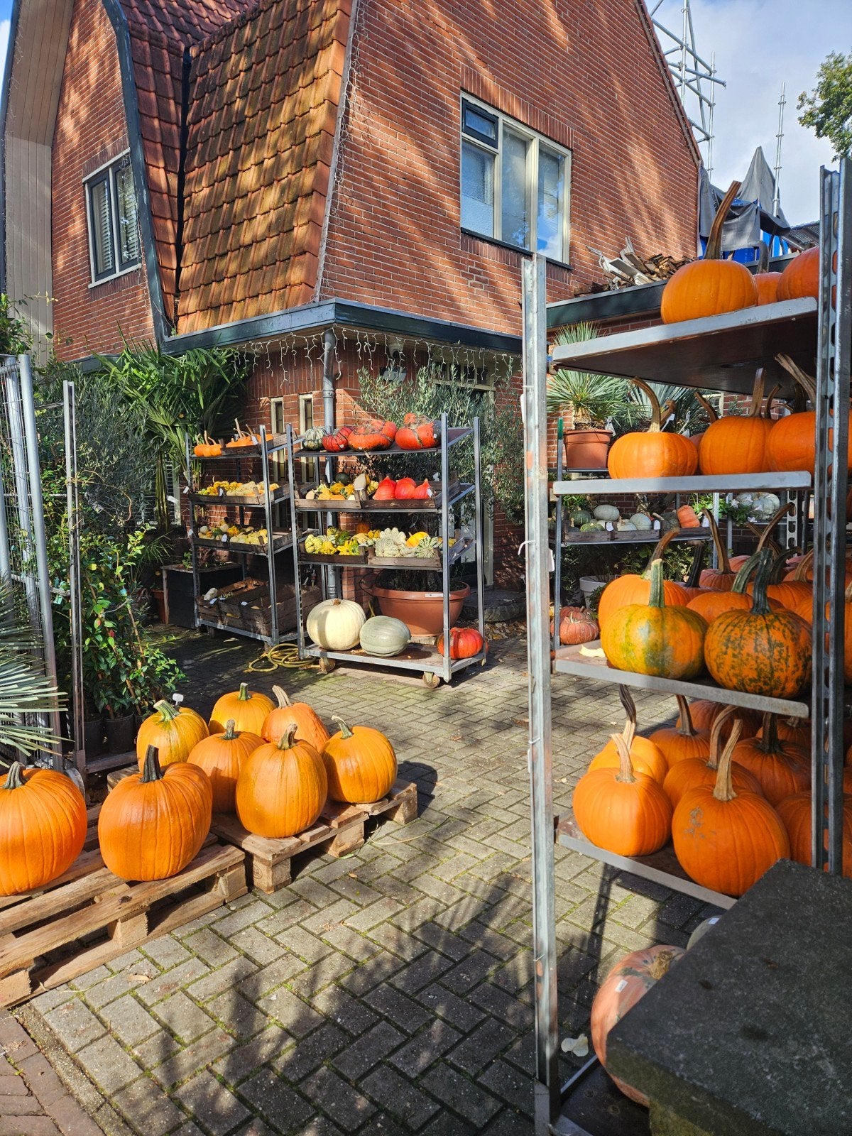 Pompoenen alle soorten en maten | Halloween, Ophalen, Overige soorten, Volle zon