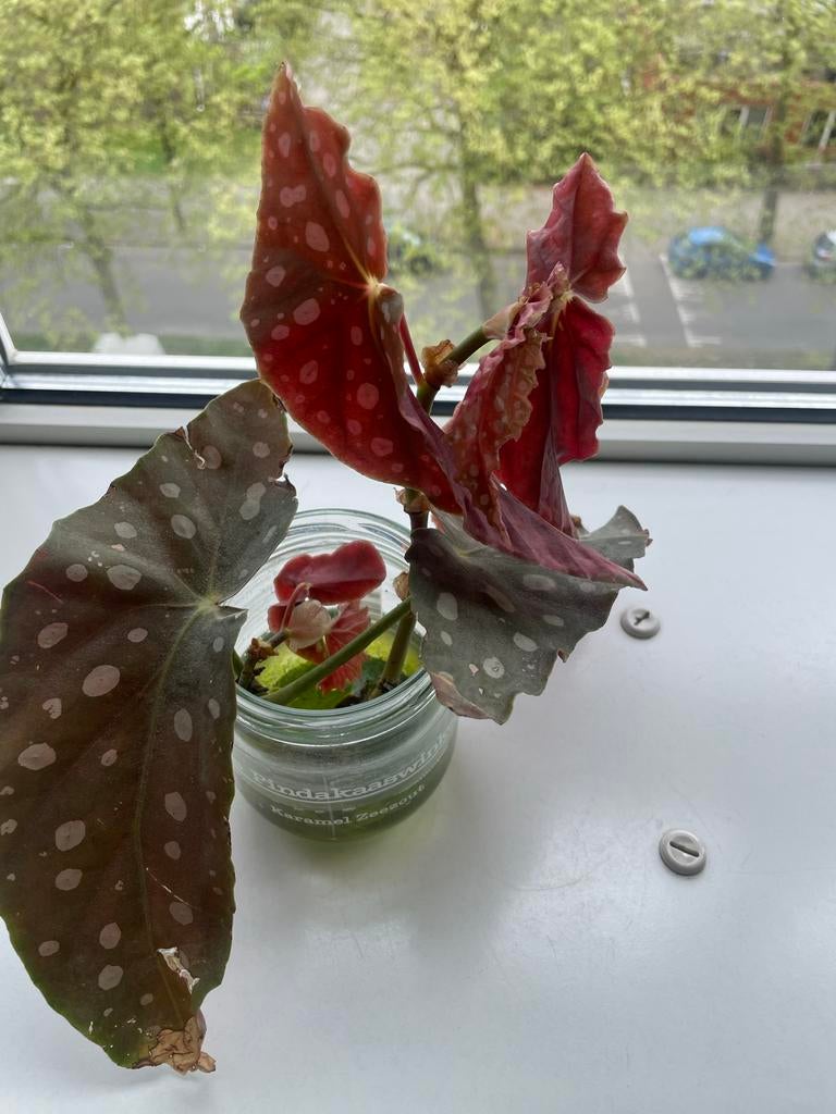 Begonia stekje, Tuin en Terras, Overige soorten, Vaste plant, Ophalen of Verzenden, Bloeit niet