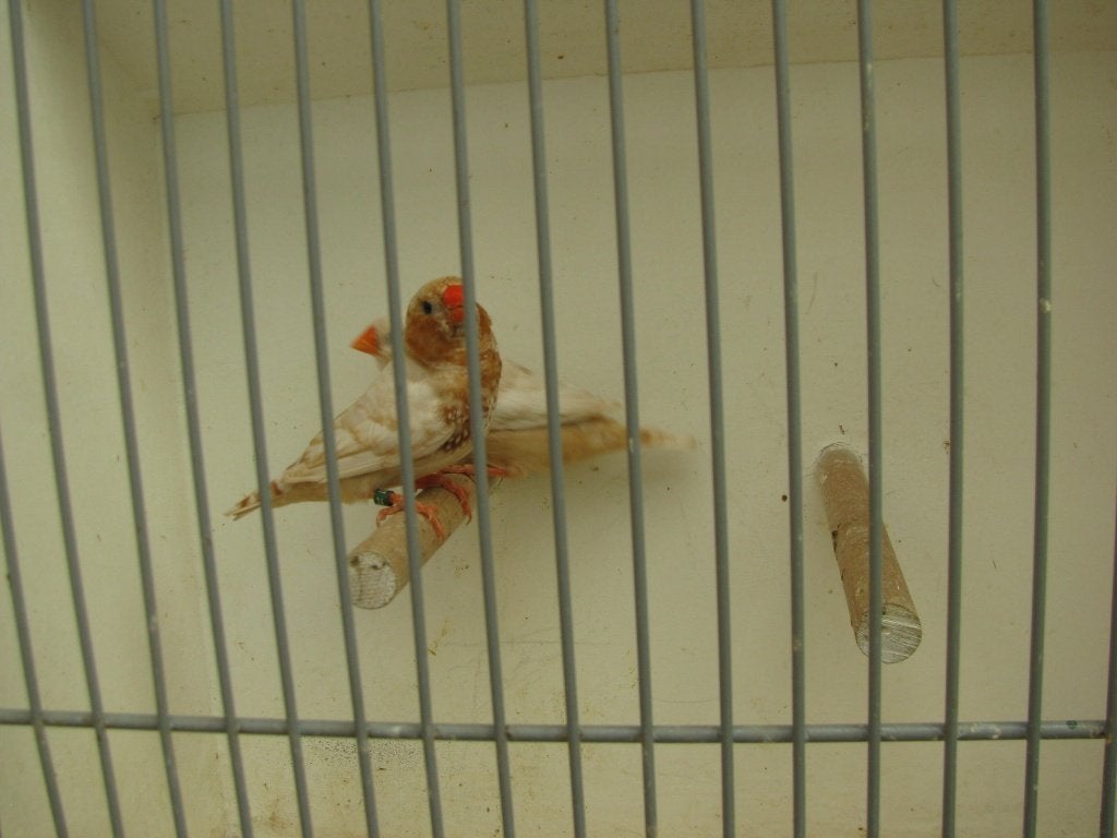 koppel oranjeborst zwartborst isabel bruin zebravinken, Meerdere dieren