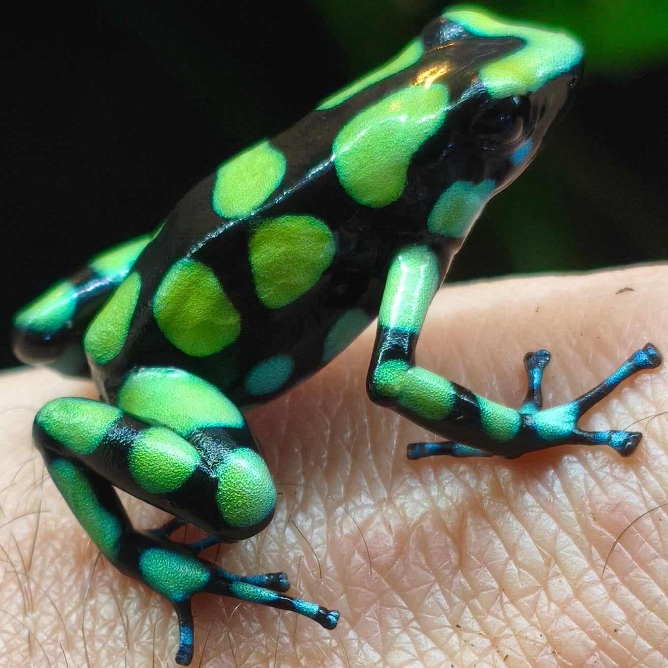 Dendrobates auratus 'Capurgana'