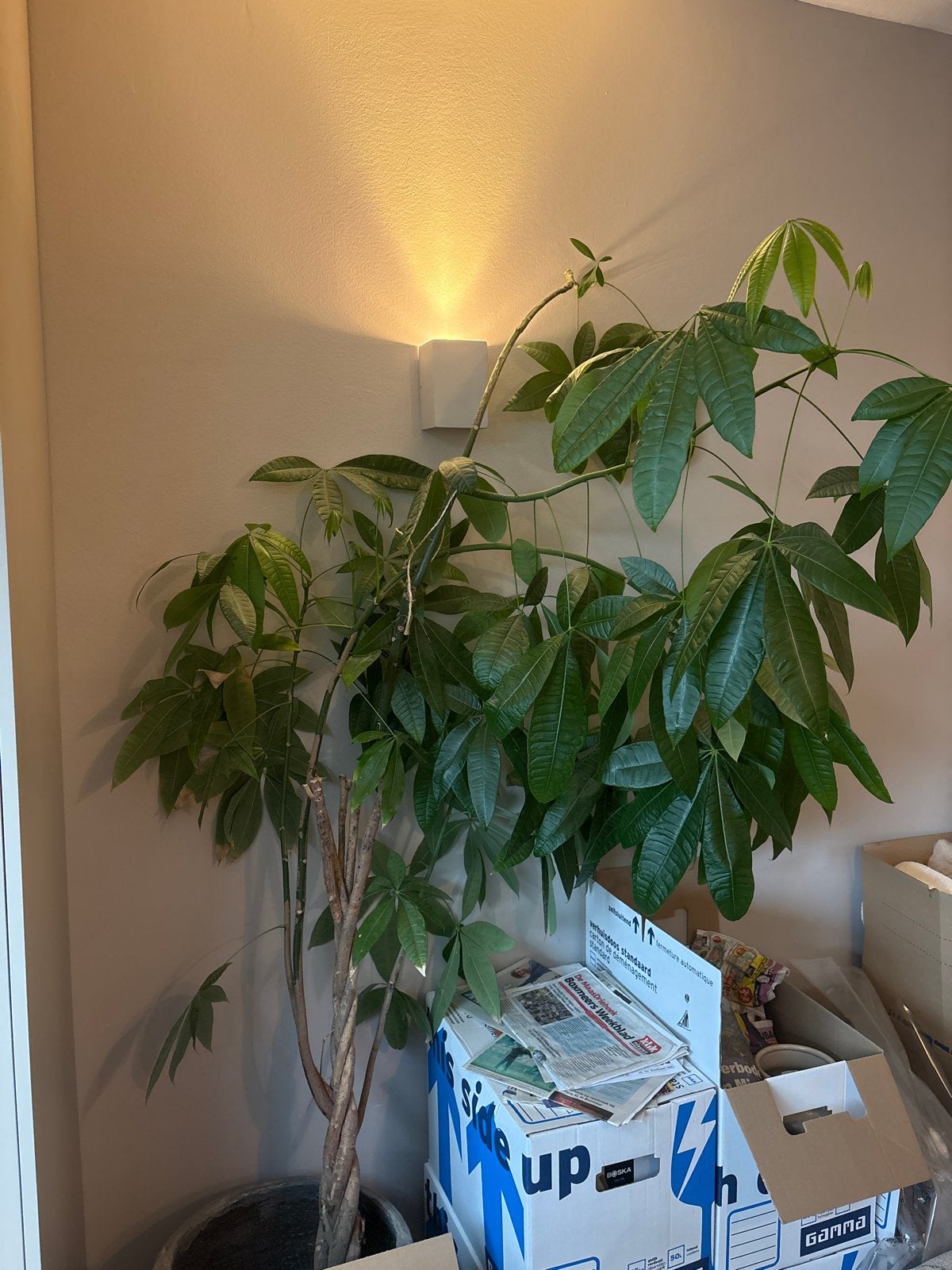 Geldboom (Pachira aquatica) - Grote kamerplant, Huis en Inrichting, Kamerplanten, Ophalen, Overige soorten, Halfschaduw, In pot