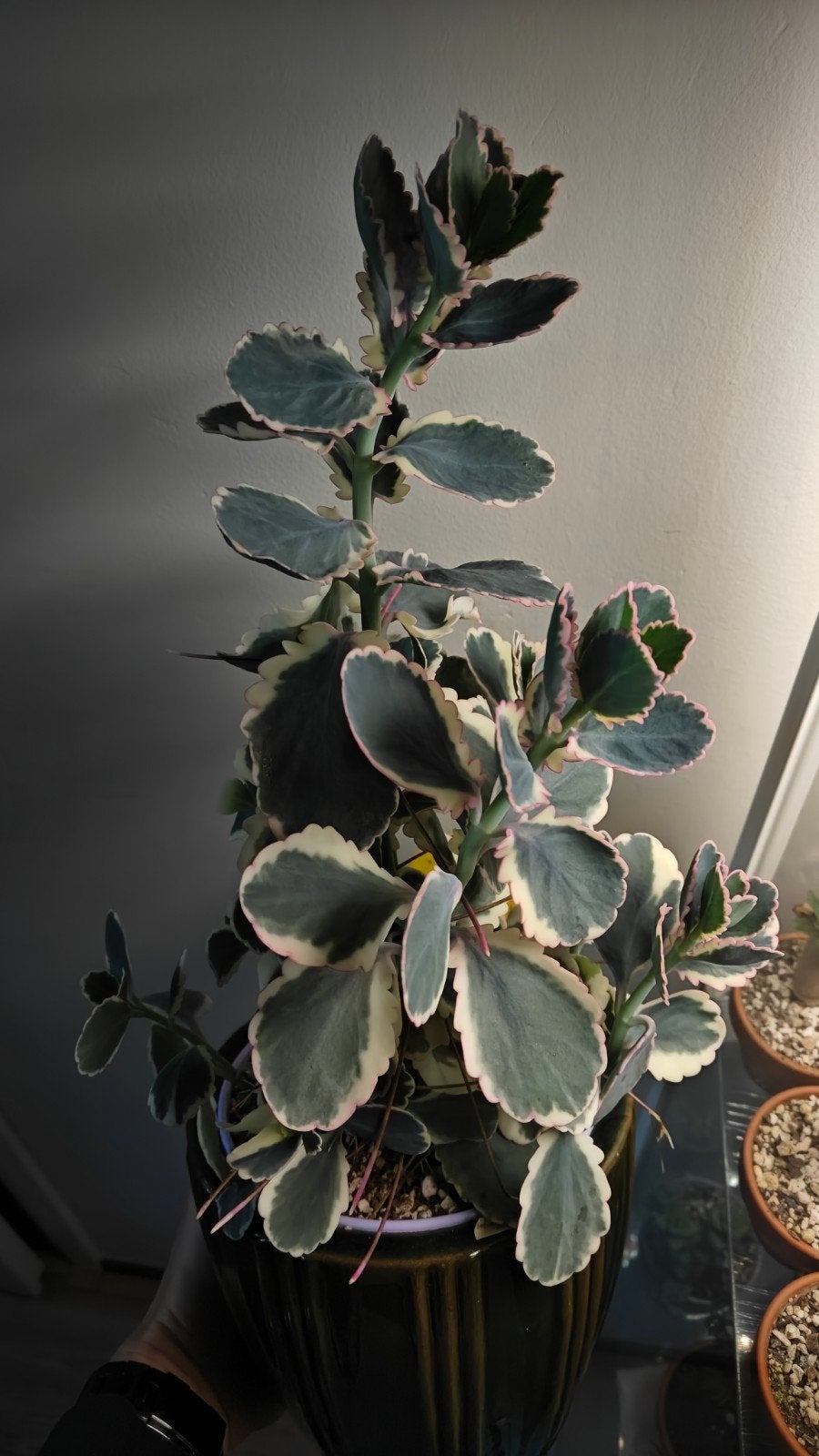 Sedum takesimense Atlantis, Vetplant, Ophalen of Verzenden, In pot, Minder dan 100 cm