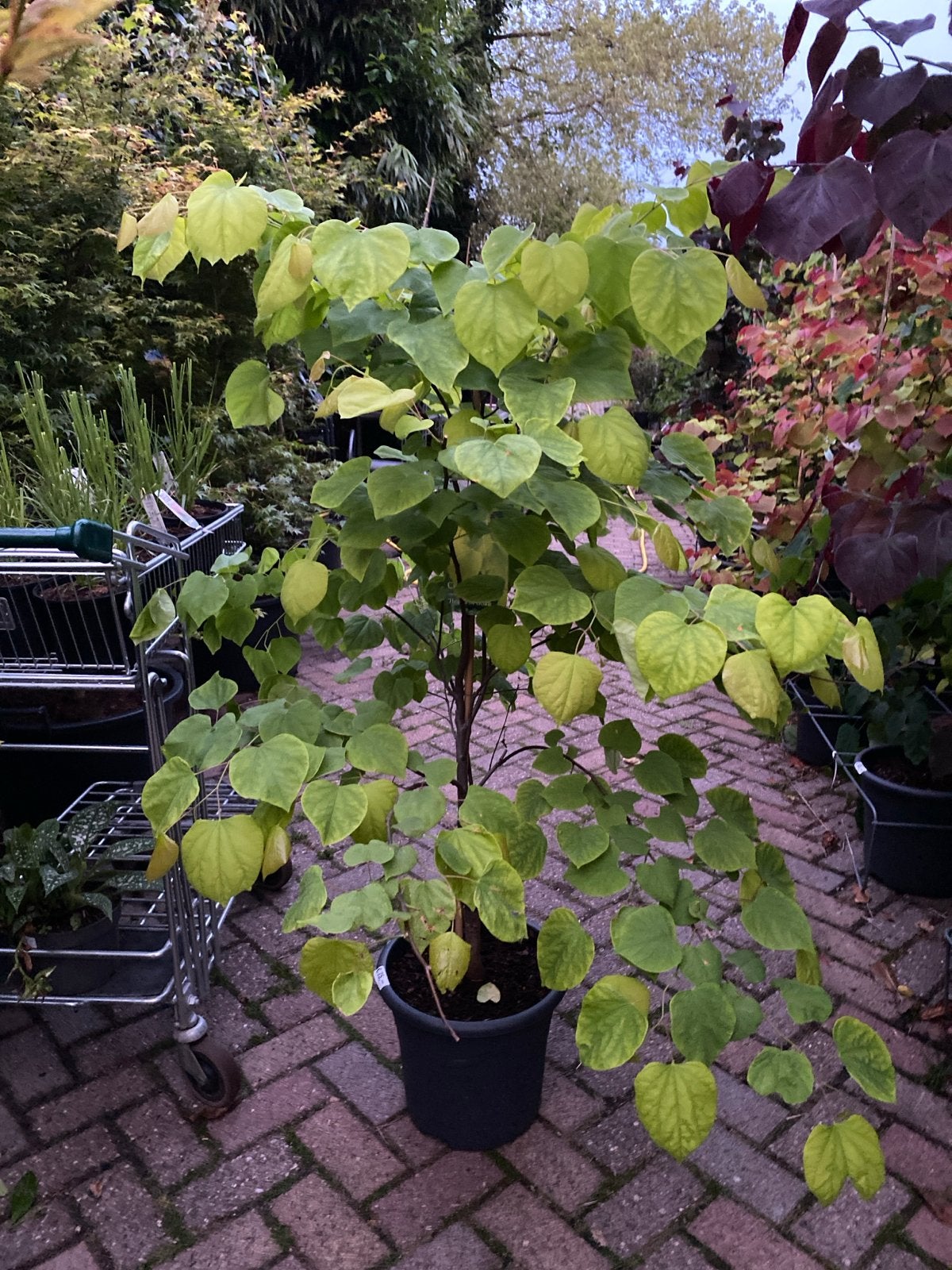 Cercis canadensis 'Hearts of Gold' - Judasboom, Volle zon, Vaste plant, Lente, Ophalen