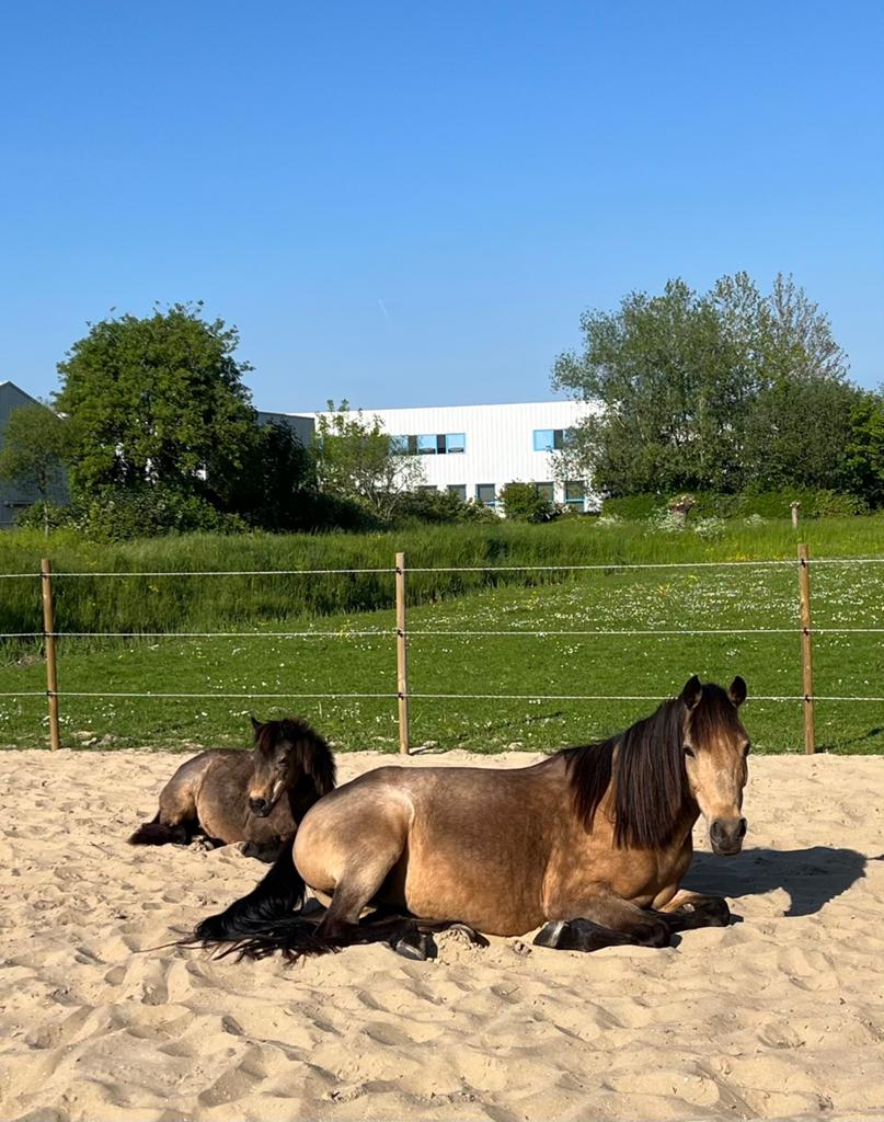 2 lieve Valk merries te koop, E pony & mini shet, Merrie, Recreatiepaard, Ingeënt