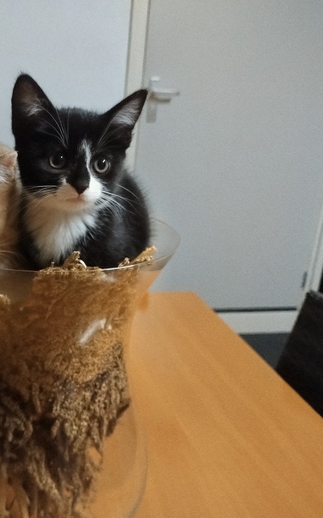 Kittens te koop, Dieren en Toebehoren, Meerdere dieren, Kortharig, 0 tot 2 jaar