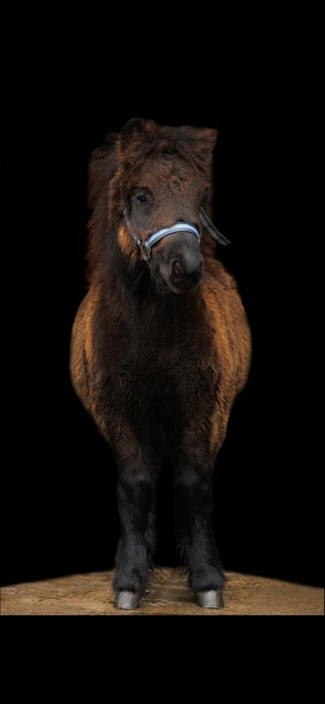 Nsps Shetlander hengstveulen Vygo SR  top afstamming!, Dieren en Toebehoren, Pony's, Hengst, Niet van toepassing, A pony (tot 1.17m)