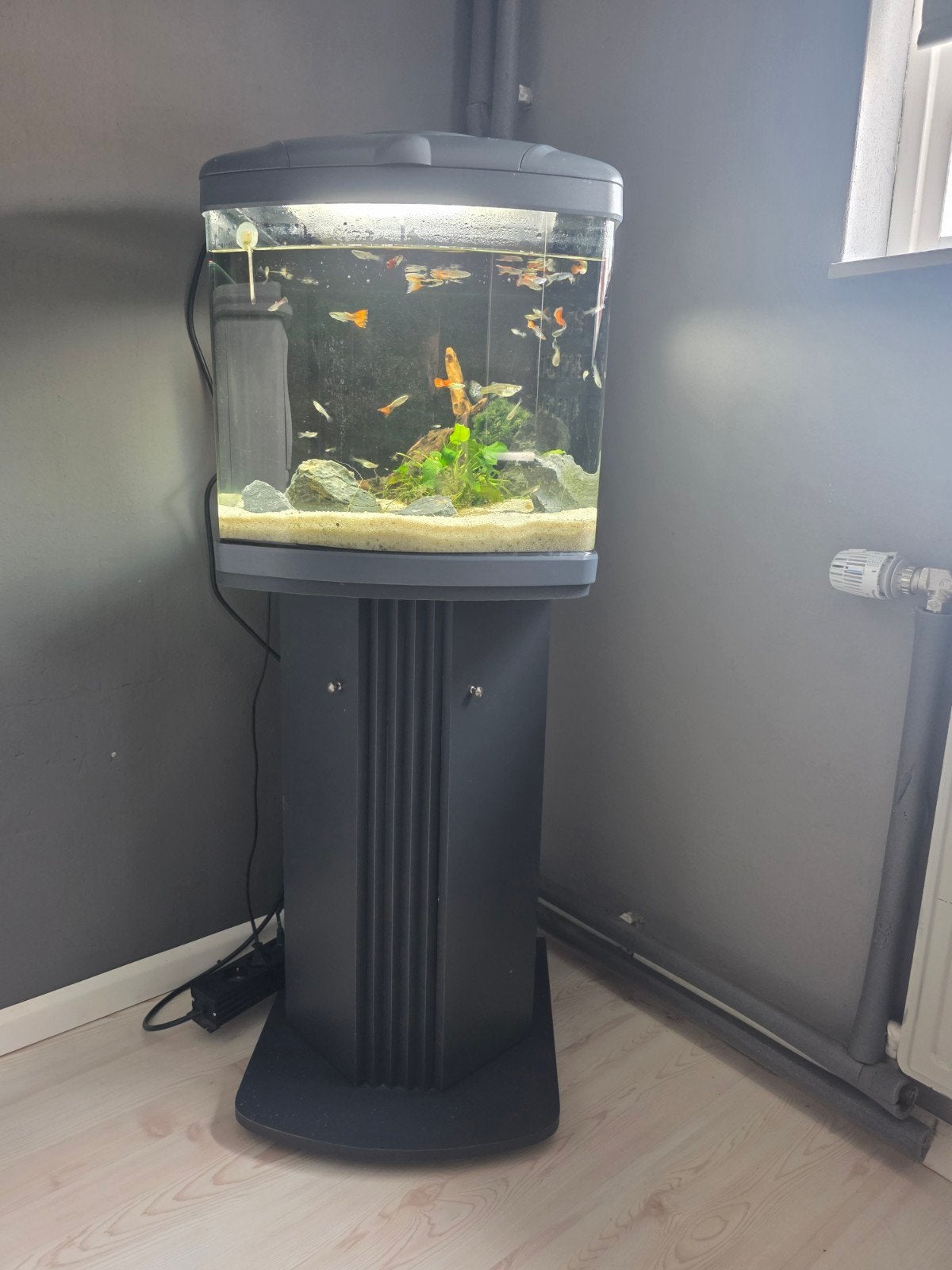 Sera Biotop Nano Cube 60 – compleet aquarium + kast + guppen, Ophalen, Gebruikt, Sera, Gevuld zoetwateraquarium
