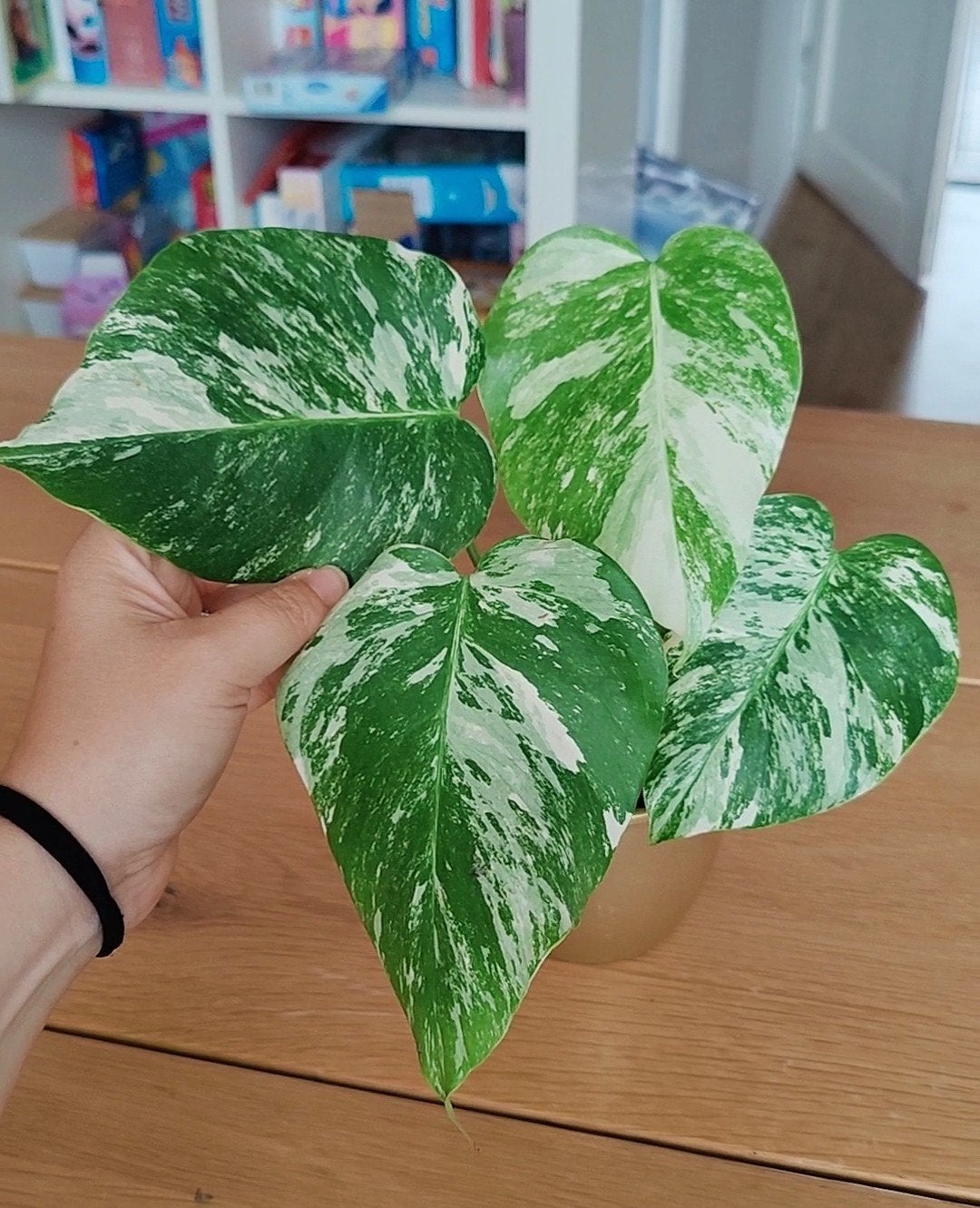 Monstera variegata, Huis en Inrichting, Kamerplanten, Ophalen, Halfschaduw, Minder dan 100 cm