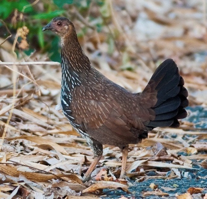 Sonnerathoen broedeieren gezocht!, Meerdere dieren, Kip