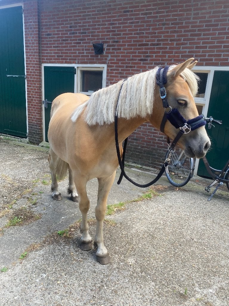Haflinger ruin, Dieren en Toebehoren, Paarden, Ruin, Onbeleerd, Minder dan 160 cm, 0 tot 2 jaar, Dressuurpaard, Met stamboom, Gechipt