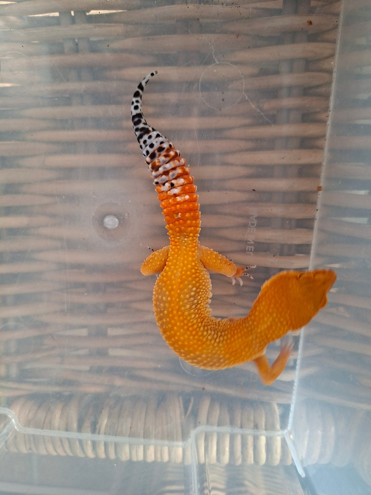 Eublepharis Macularius luipaardgekko man en vrouwen te koop