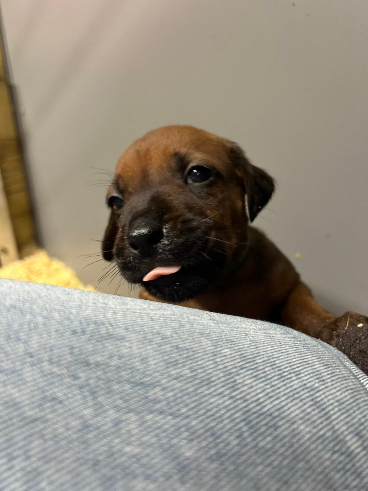 Prachtige Rhodesian Ridgeback pups met stamboom, Parvo, Overige rassen, 8 tot 15 weken, Meerdere
