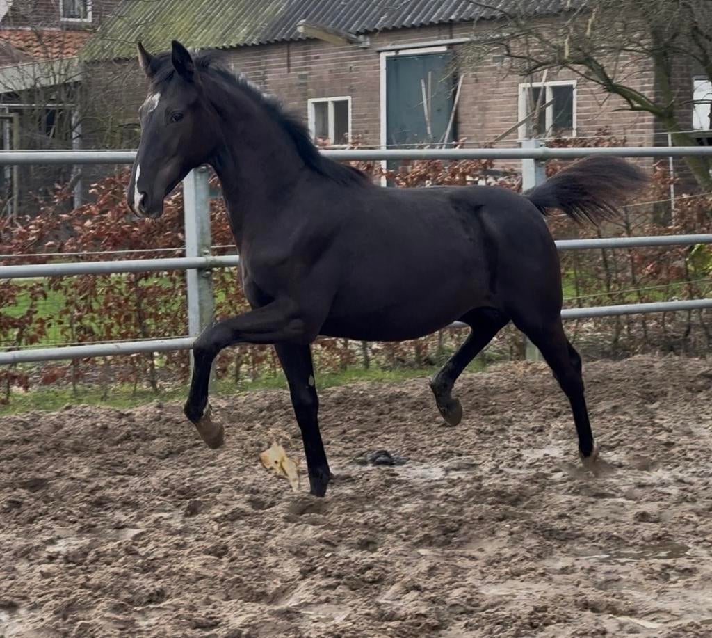 Extreme U.S. x Special D jaarling hengst, Dieren en Toebehoren, Paarden, Minder dan 160 cm, Met stamboom, Niet van toepassing