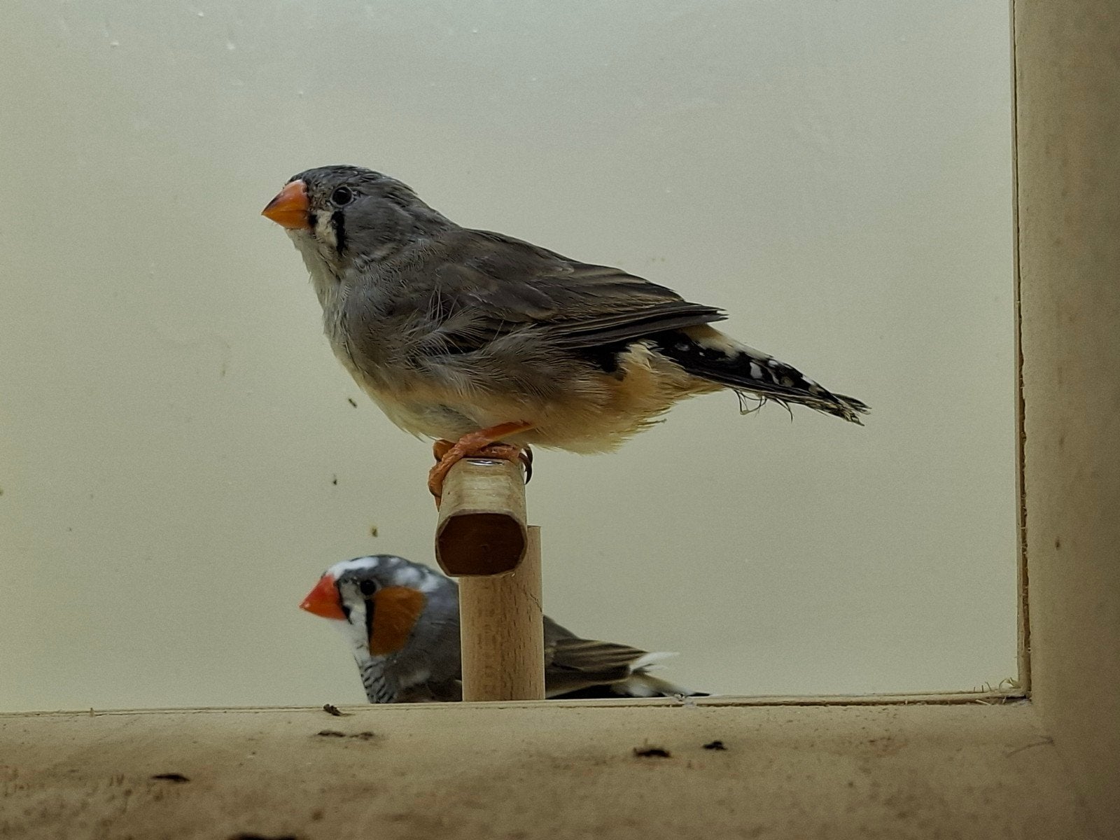 jong koppel zebravinken bont x grijs koppel 2, Dieren en Toebehoren, Meerdere dieren, Tropenvogel, Geringd