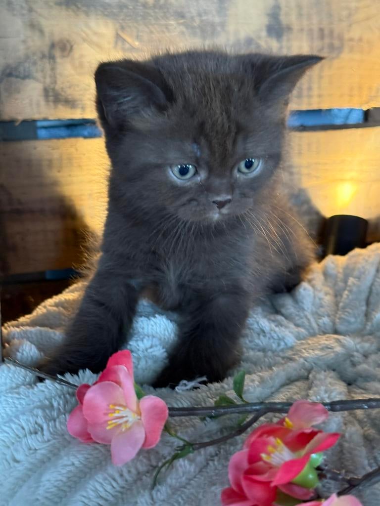 🐾 prachtige brits korthaar kittens cinnemon torti 🐾, Meerdere dieren, Gechipt, 0 tot 2 jaar