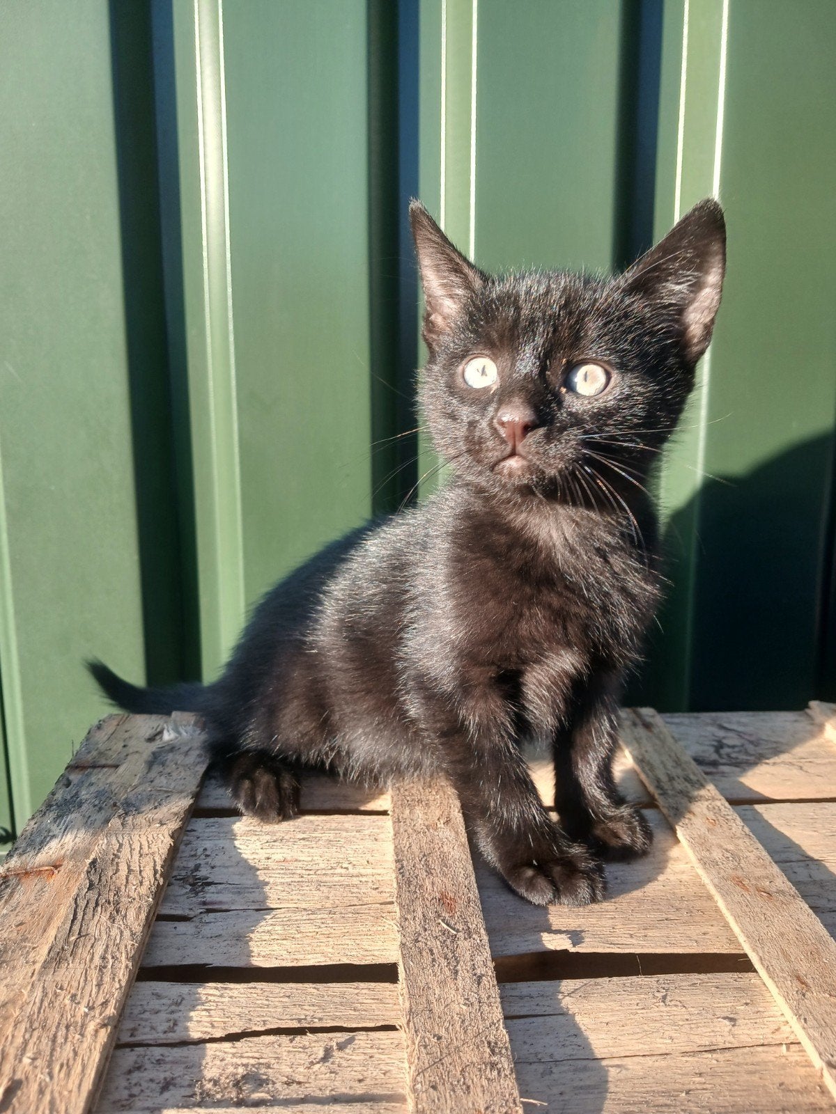 Boerderij kittens, Meerdere dieren, Kortharig, 0 tot 2 jaar