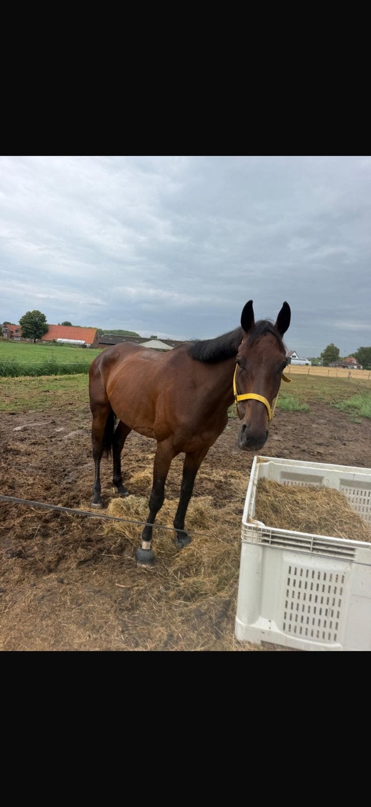 Lieve 5 jarige ruin, Dieren en Toebehoren, Ruin, Recreatiepaard