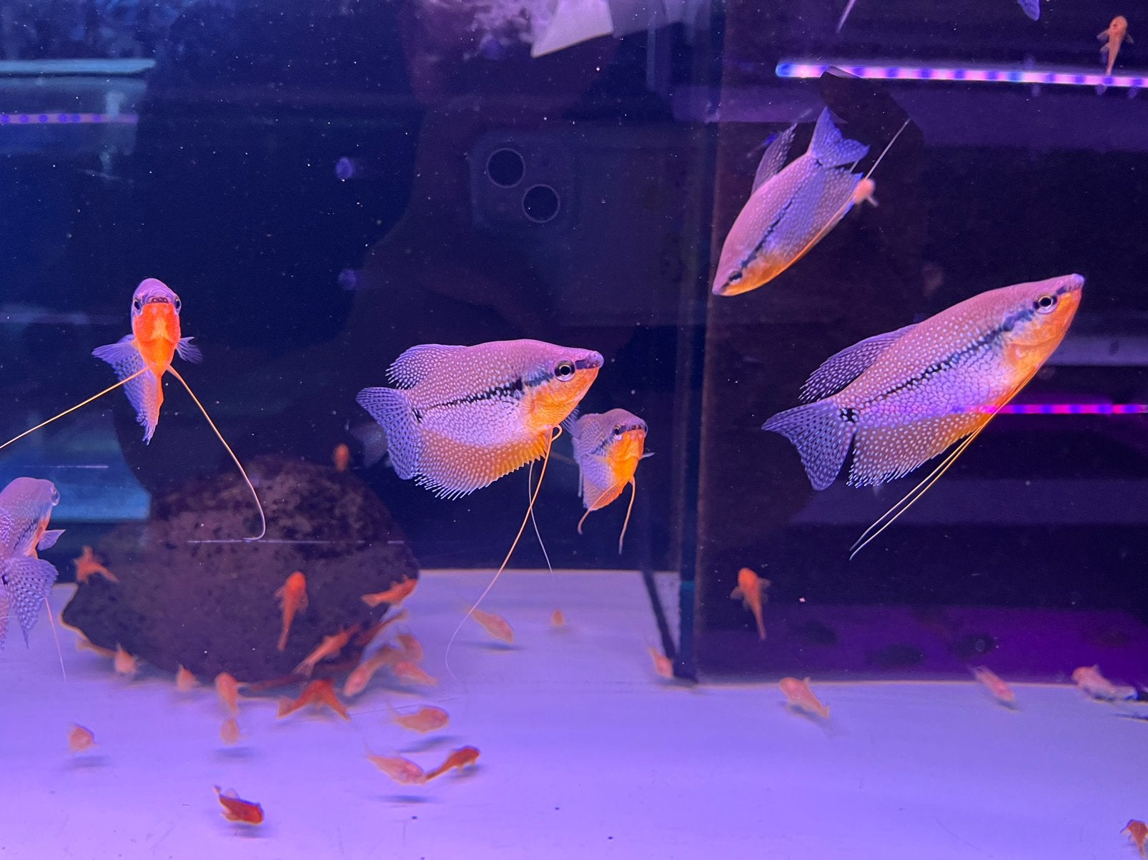 Diamant Goerami L, Dieren en Toebehoren, Vis