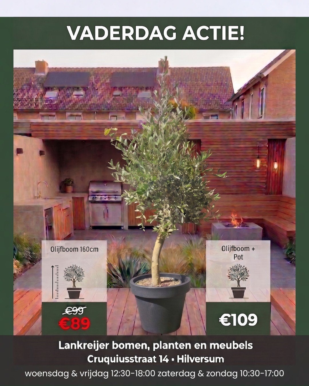 VADERDAG ACTIE: olijfbomen van 99 voor 89 euro