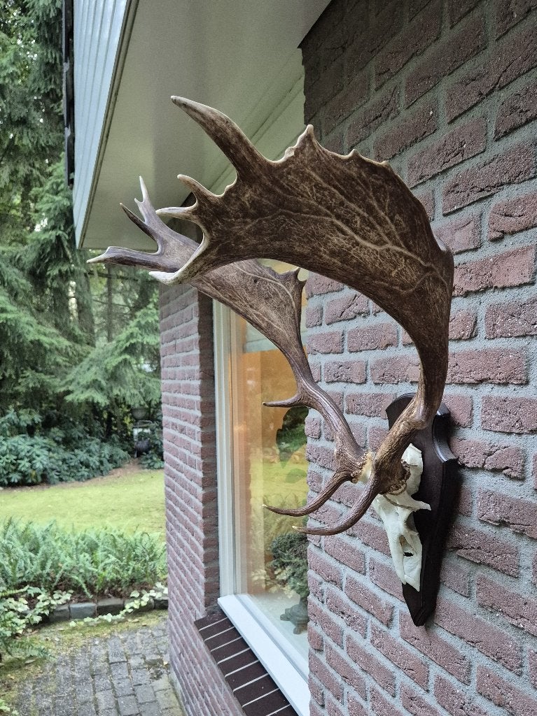 Groot Damhert Schedel met Gewei op Houten Plank k92, Ophalen, Zo goed als nieuw, Hert, Gewei of Kop