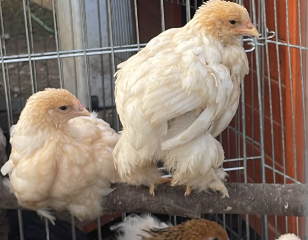 Brahma hennen 10 weken oud, Dieren en Toebehoren, Vrouwelijk, Kip