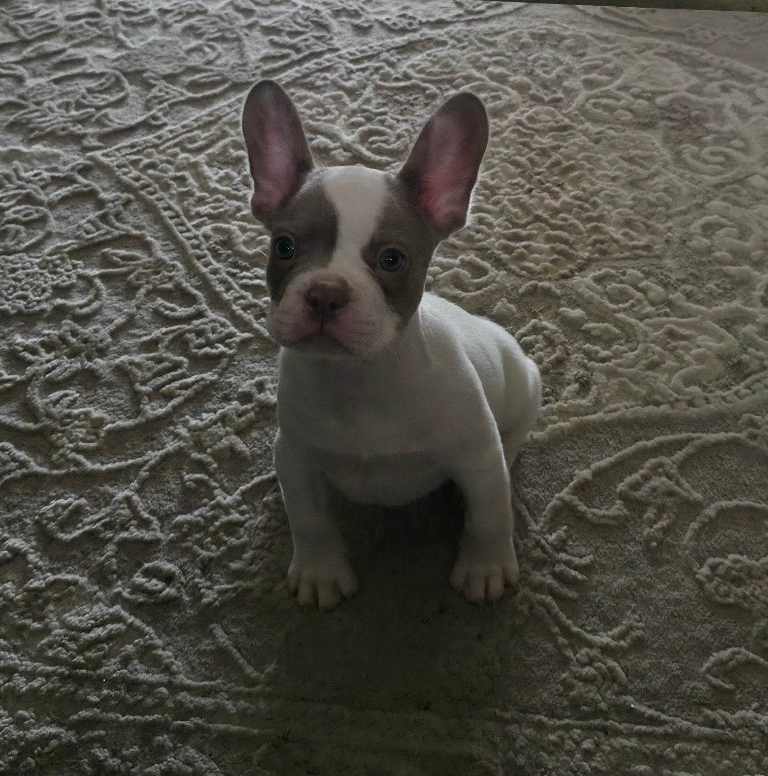 🥰 nog 2 Prachtige raszuivere isabella kleur Franse Bulldog, Dieren en Toebehoren, CDV (hondenziekte), 8 tot 15 weken, Bulldog
