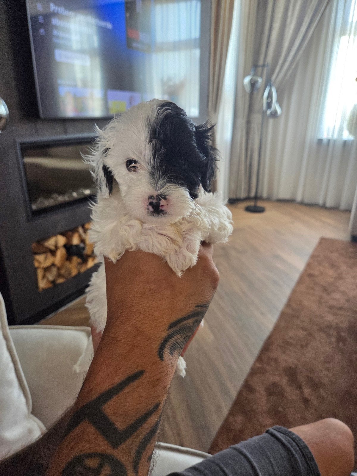 Pups te koop, Dieren en Toebehoren, Honden | Niet-rashonden, Parvo, 8 tot 15 weken, Meerdere, Meerdere dieren