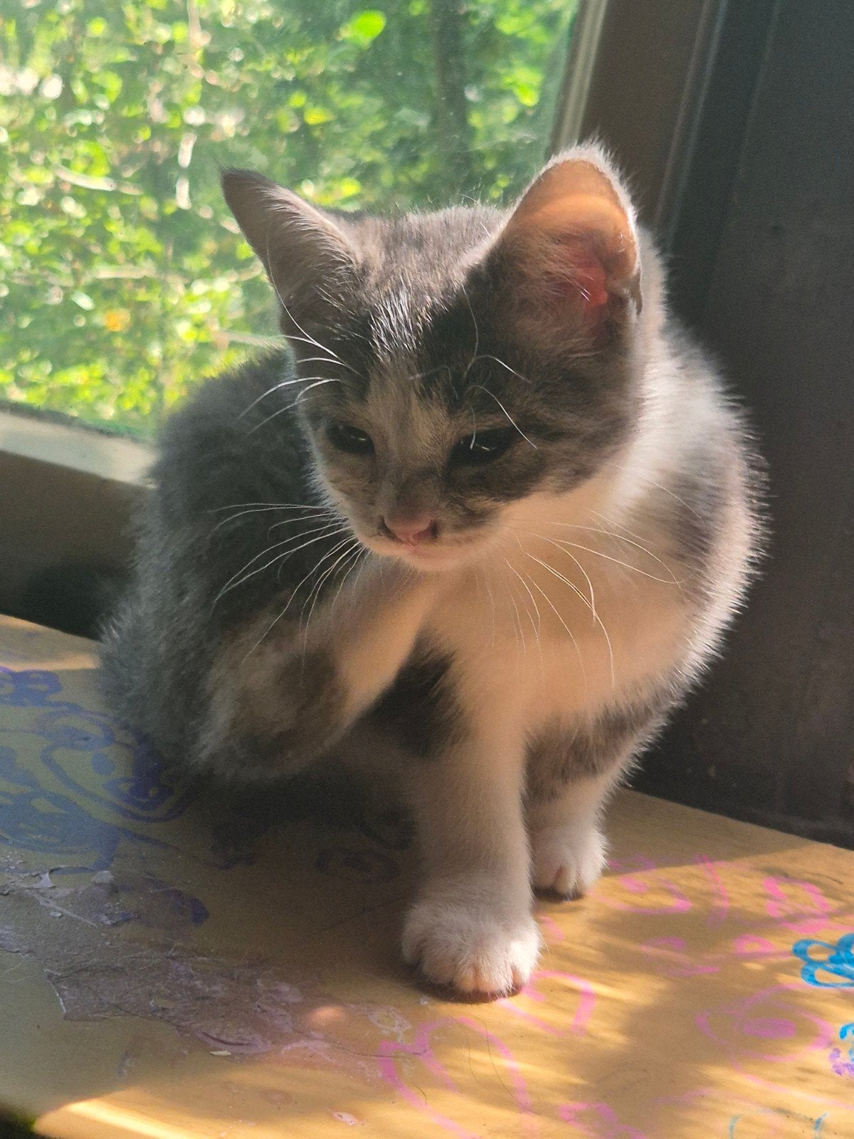 Boerderij kittens, Meerdere dieren, Kortharig, 0 tot 2 jaar