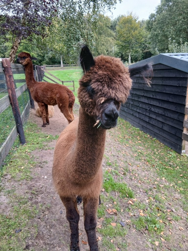 alpaca merrie's super leuk, Dieren en Toebehoren, Vrouwelijk, Schaap, 0 tot 2 jaar