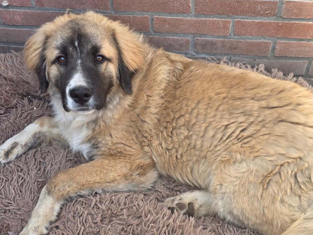 Lieve tibetaanse mastiff /watchdog, Dieren en Toebehoren, Honden | Bulldogs, Pinschers en Molossers, Parvo, 15 weken tot 1 jaar