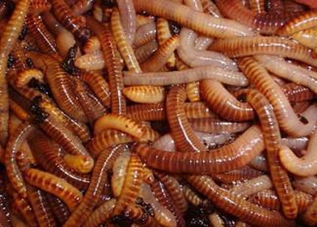 Tijgerwormen / Compostwormen voor wormenhotel of composthoop, Ophalen, Compost