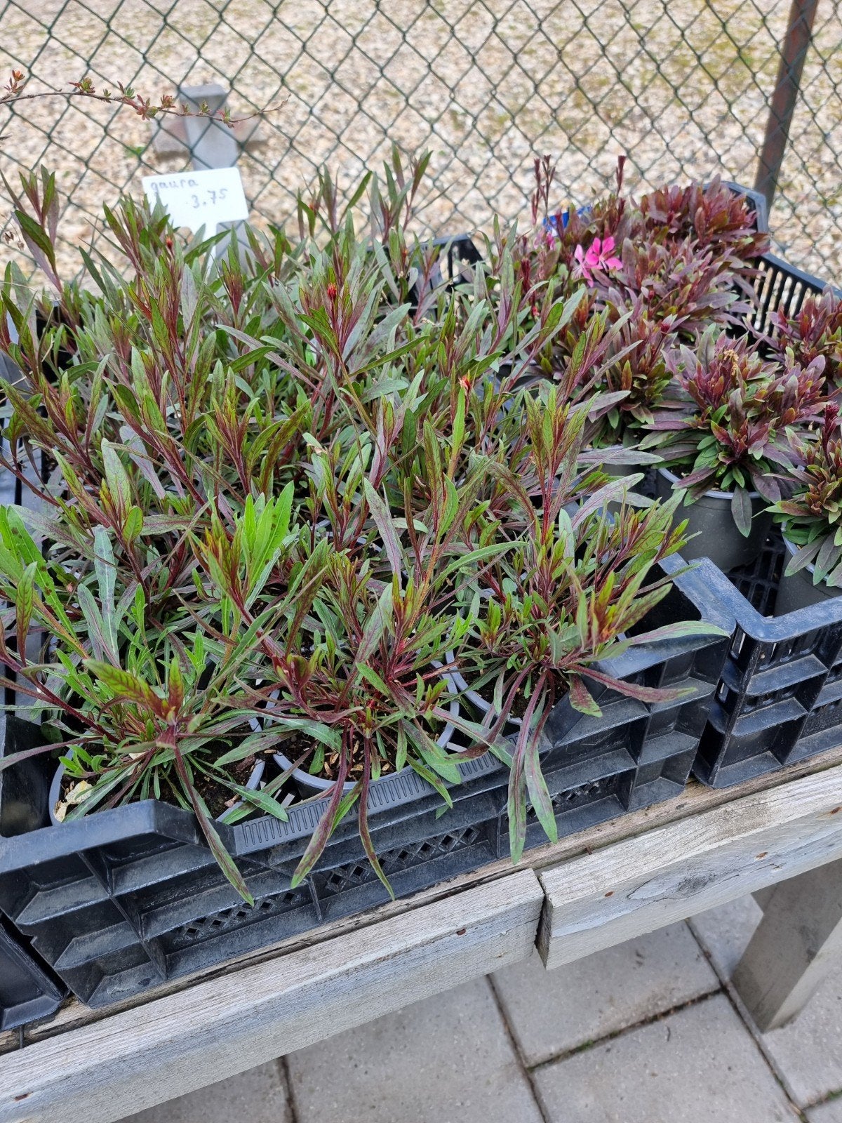 Biologisch gekweekte vaste planten, Ophalen, Overige soorten, Volle zon