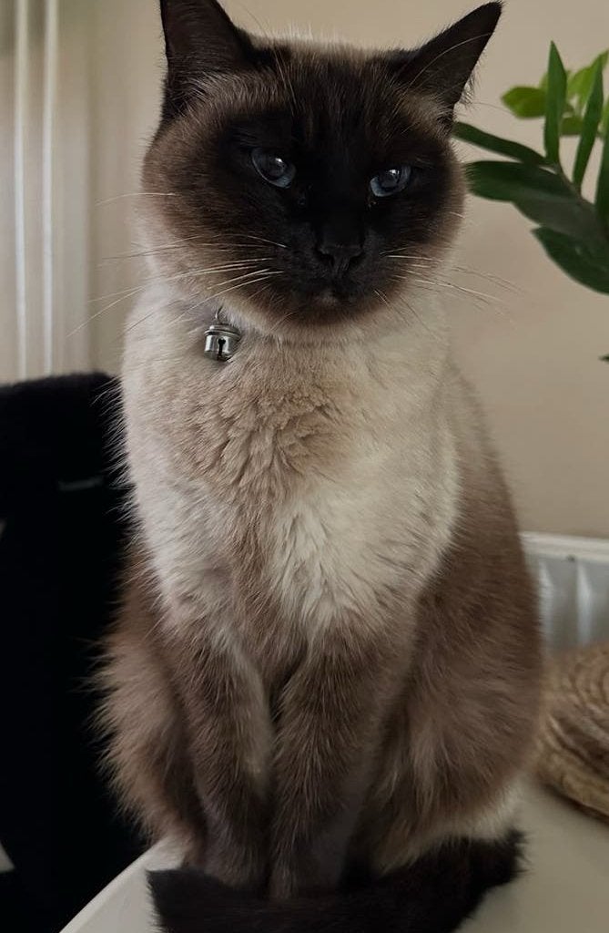 Lieve siamees poes, Poes