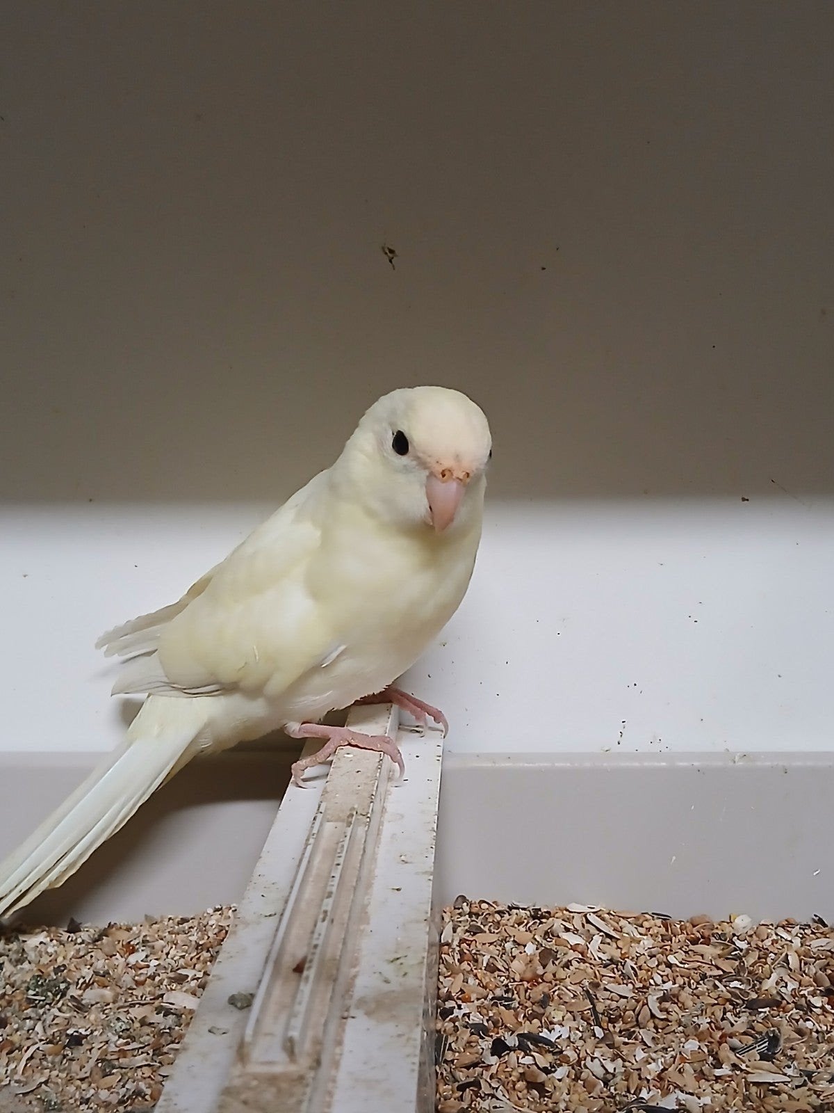 kakariki pop 2026 Limburg België, Dieren en Toebehoren, Vrouwelijk, Parkiet, Geringd