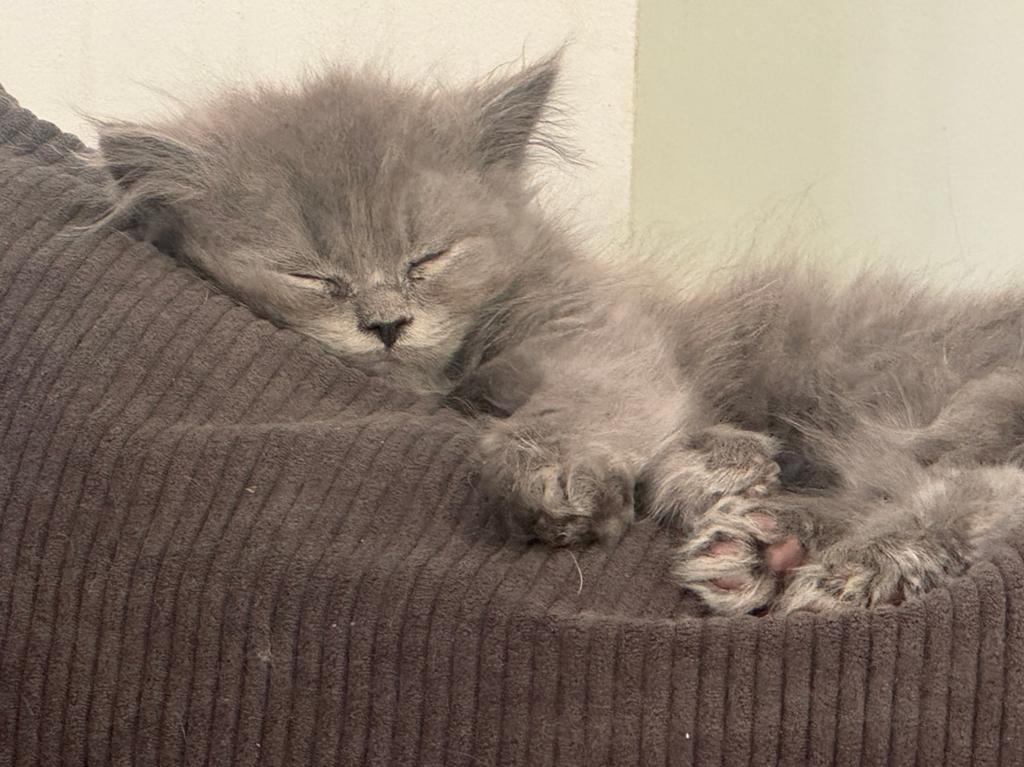 Brits langhaar kittens - nog 3 beschikbaar, Dieren en Toebehoren, Kater, Ingeënt