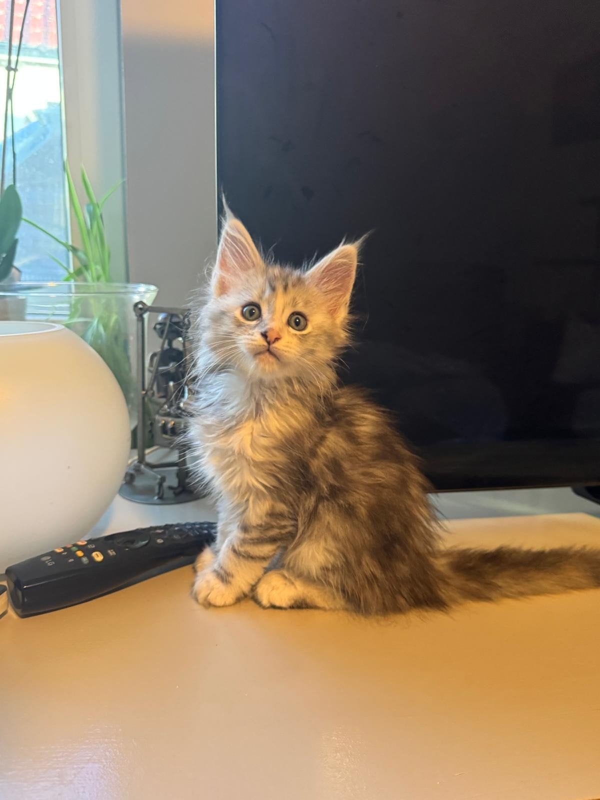 Maine Coon kittens uit Russische lijnen, Dieren en Toebehoren, Katten en Kittens | Raskatten | Langhaar, Meerdere dieren