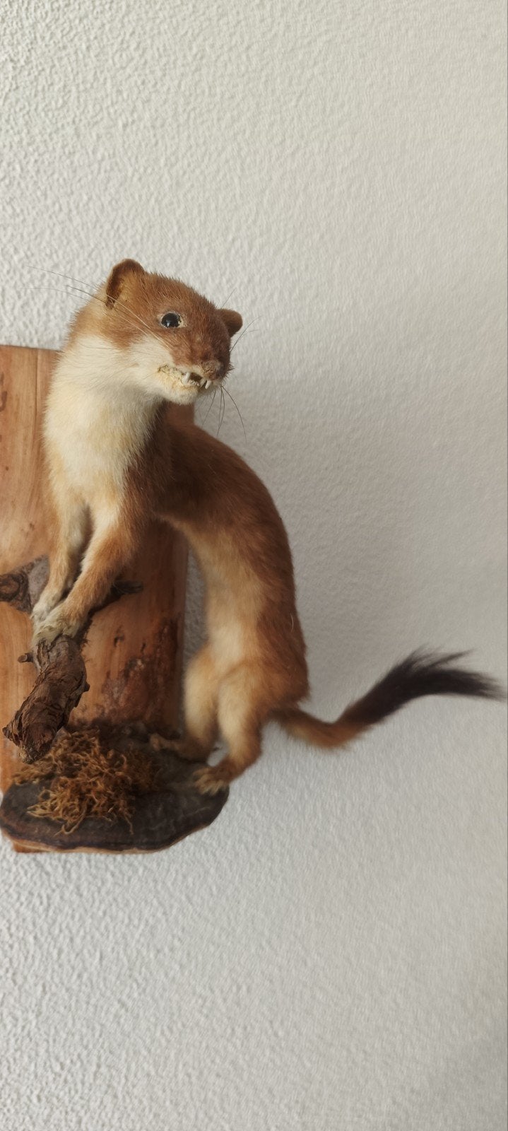 taxidermie opgezet wezel, Ophalen of Verzenden, Gebruikt, Wild dier, Opgezet dier