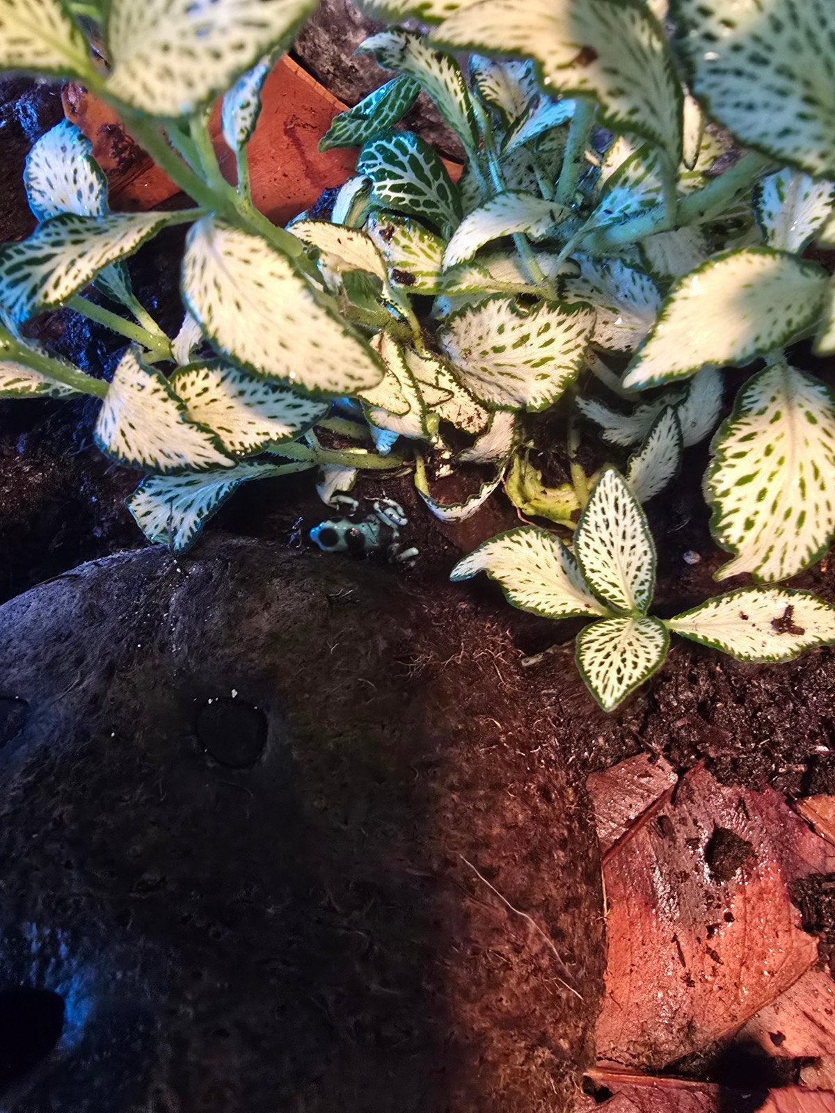 dendrobates Frog photo 4
