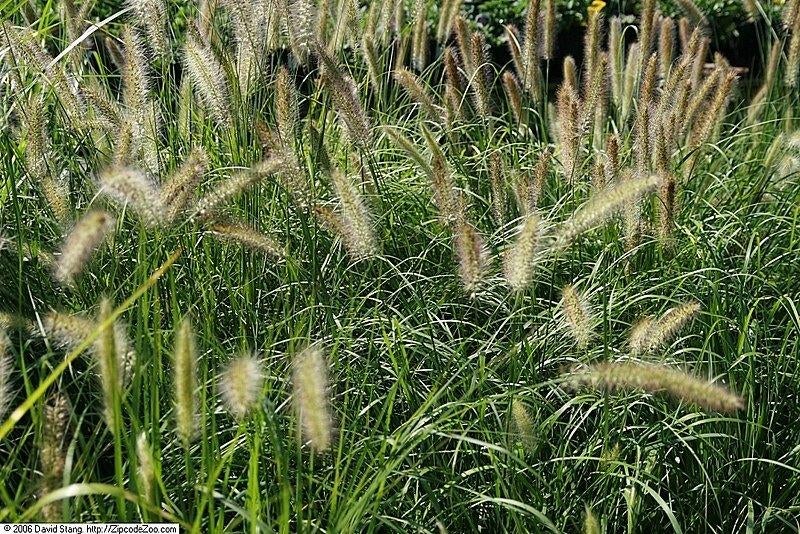 Mixpartij 50  Siergrassen in soorten €100,-, Tuin en Terras, Planten | Tuinplanten, Volle zon, Vaste plant, Siergrassen, Ophalen of Verzenden